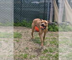 Small #5 American Pit Bull Terrier Mix
