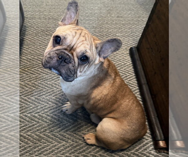 Medium Photo #3 French Bulldog Puppy For Sale in Oak Bluffs, MA, USA