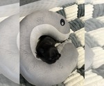 Small #6 French Bulldog