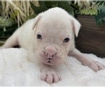 Small #6 Boxer