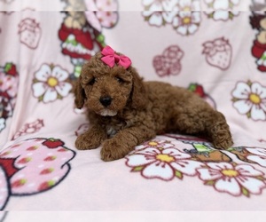 Cock-A-Poo Puppy for sale in LAKELAND, FL, USA