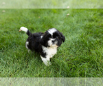 Image preview for Ad Listing. Nickname: Buddy