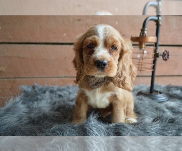 Medium Photo #1 English Cocker Spaniel Puppy For Sale in HONEY BROOK, PA, USA