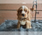 Small Photo #1 English Cocker Spaniel Puppy For Sale in HONEY BROOK, PA, USA