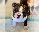 Small Photo #10 English Bulldog Puppy For Sale in OKLAHOMA CITY, OK, USA