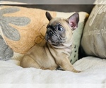 Small Photo #11 French Bulldog Puppy For Sale in MISSION HILLS, CA, USA