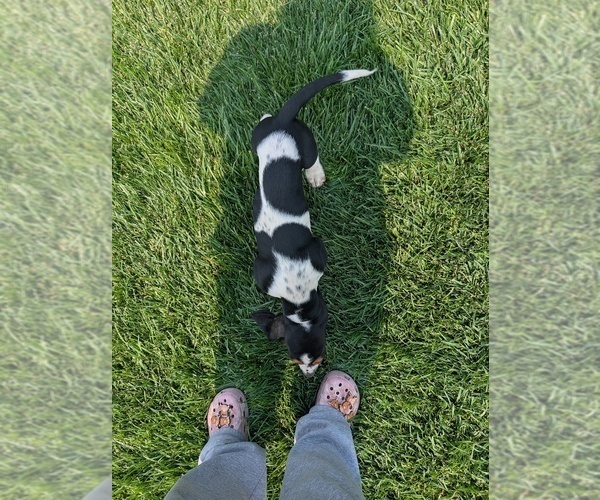 Medium Photo #23 Basset Hound Puppy For Sale in JEROME, ID, USA