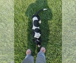 Small #22 Basset Hound