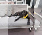 Small #3 American Pit Bull Terrier Mix