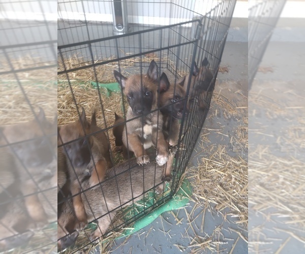 Medium Photo #2 Belgian Malinois Puppy For Sale in ELLENWOOD, GA, USA
