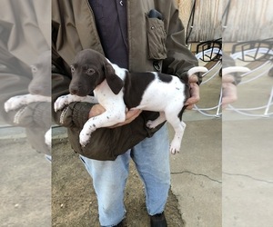 German Shorthaired Pointer Puppy for sale in DUNN, NC, USA