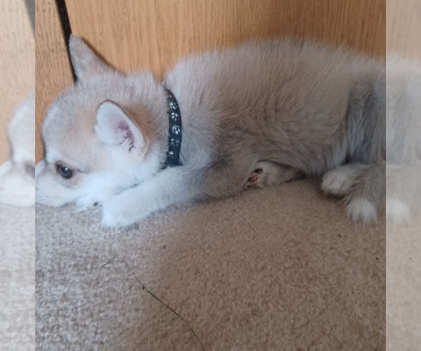 Medium Photo #6 Gerberian Shepsky Puppy For Sale in EDMORE, MI, USA