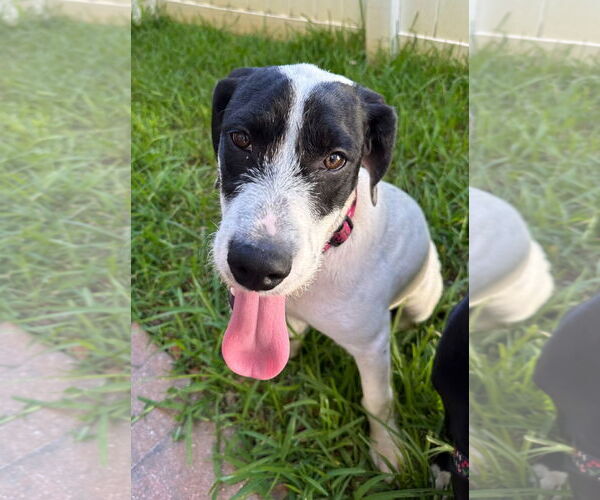 Medium Photo #2 Pointer-Unknown Mix Puppy For Sale in Sanford, FL, USA