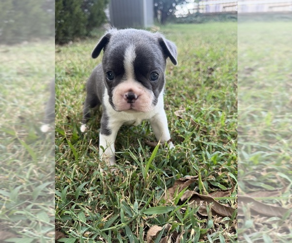Medium Photo #3 Boston Terrier Puppy For Sale in FREDONIA, KS, USA