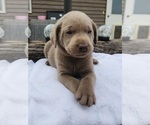 Puppy Miss Pink Labrador Retriever