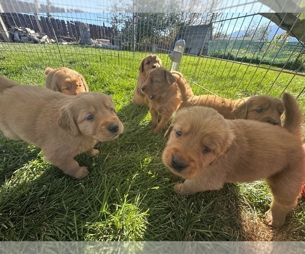 Medium Photo #5 Golden Retriever Puppy For Sale in GARDNERVILLE, NV, USA