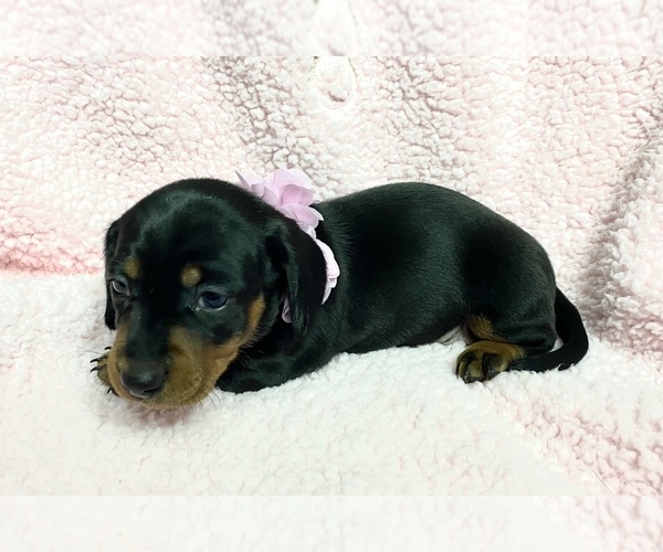 Medium Photo #1 Dachshund Puppy For Sale in CARROLLTON, IL, USA