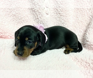 Medium Dachshund