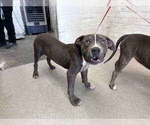 Mutt Dogs for adoption in San Bernardino, CA, USA