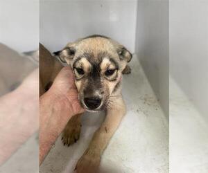 German Shepherd Dog-Unknown Mix Dogs for adoption in Houston, TX, USA