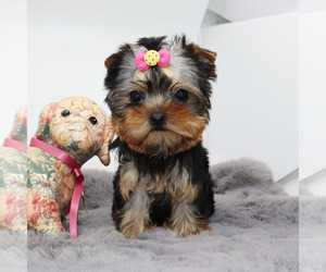 Yorkshire Terrier Puppy for sale in LOS ANGELES, CA, USA