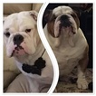 Small Photo #1 English Bulldog Puppy For Sale in N WOODMERE, NY, USA