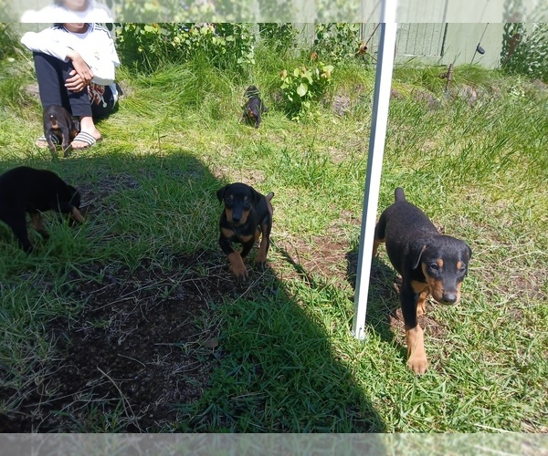 Medium Photo #5 Doberman Pinscher Puppy For Sale in CHEMULT, OR, USA
