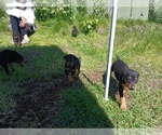 Small #4 Doberman Pinscher