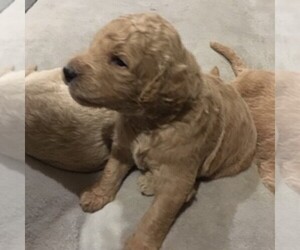 Goldendoodle Puppy for sale in EYOTA, MN, USA