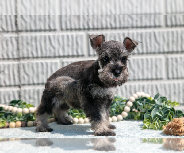 Medium Photo #5 Schnauzer (Miniature) Puppy For Sale in BALTIC, OH, USA