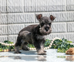 Small #4 Schnauzer (Miniature)