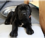 Puppy Orange Puppy Cane Corso