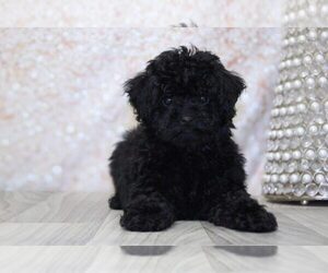 Poodle (Miniature) Puppy for sale in MARIETTA, GA, USA