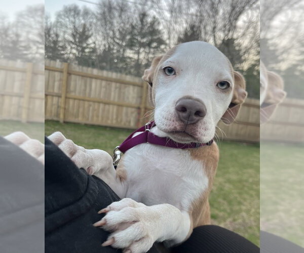 Medium Photo #5 Mutt Puppy For Sale in Oak Bluffs, MA, USA