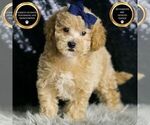 Small #5 Maltipoo
