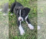Puppy Puppy 7 American Pit Bull Terrier