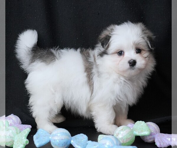 Medium Photo #3 Maltipom Puppy For Sale in ROCK VALLEY, IA, USA