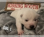 Small Photo #2 Akita Puppy For Sale in PAMPA, TX, USA