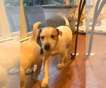 Small #3 Labrador Retriever Mix