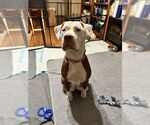 Small #3 Bullypit