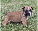 Small Photo #3 Bulldog Puppy For Sale in MARSHFIELD, MO, USA