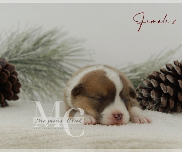 Medium Photo #20 Pembroke Welsh Corgi Puppy For Sale in FLORALA, AL, USA