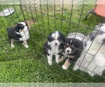 Image preview for Ad Listing. Nickname: Litter of 3