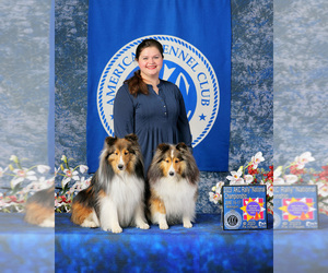 Mother of the Shetland Sheepdog puppies born on 04/26/2025