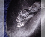 Small Photo #42 Great Dane Puppy For Sale in PIERSON, MI, USA