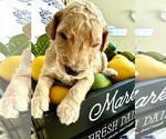 Puppy Bubba Goldendoodle