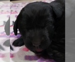 Small Photo #5 Labrador Retriever Puppy For Sale in OLYMPIA, WA, USA