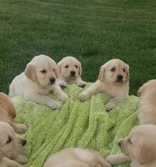 Golden Retriever Puppy for sale in GREELEY, CO, USA