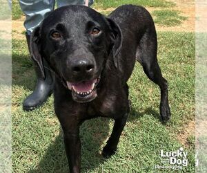 Labrador Retriever-Unknown Mix Dogs for adoption in Washington, DC, USA