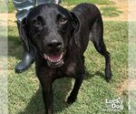 Small Labrador Retriever Mix